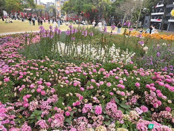 大家好～今天帶你們來到深圳的「荷花小鎮」🌸