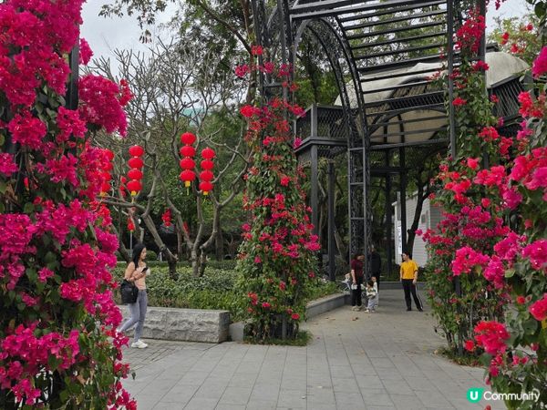 大家好～今天帶你們來到深圳的「荷花小鎮」🌸