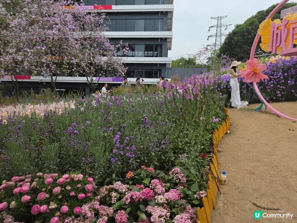 大家好～今天帶你們來到深圳的「荷花小鎮」🌸
