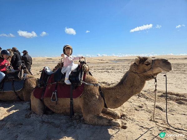 第一次騎駱駝，位於悉尼近郊的ANNA BAY 有一個沙漠，可...