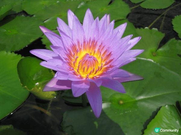 慈山寺位於大埔洞梓，以弘揚漢傳佛法為本義，是正信佛教及傳統修...