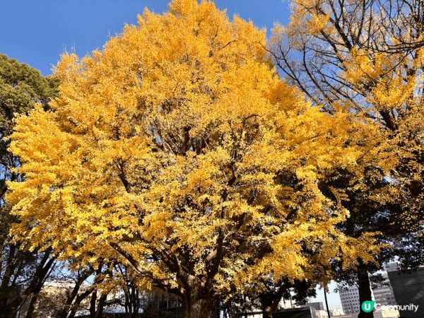 東京的上野恩賜公園是個充滿特色的旅遊景點🤩