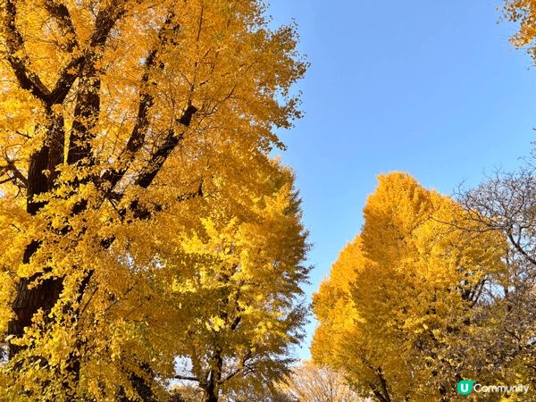 東京的上野恩賜公園是個充滿特色的旅遊景點🤩