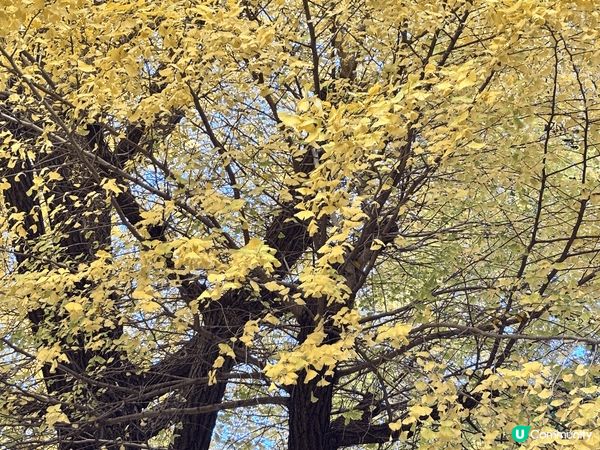 東京的上野恩賜公園是個充滿特色的旅遊景點🤩