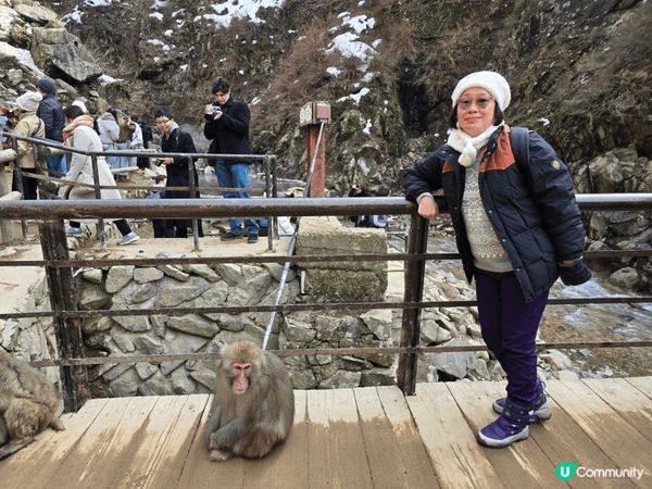 上月去日本長野睇雪猴浸温泉好可愛，他們互相翻理毛髮和幫對方抓...