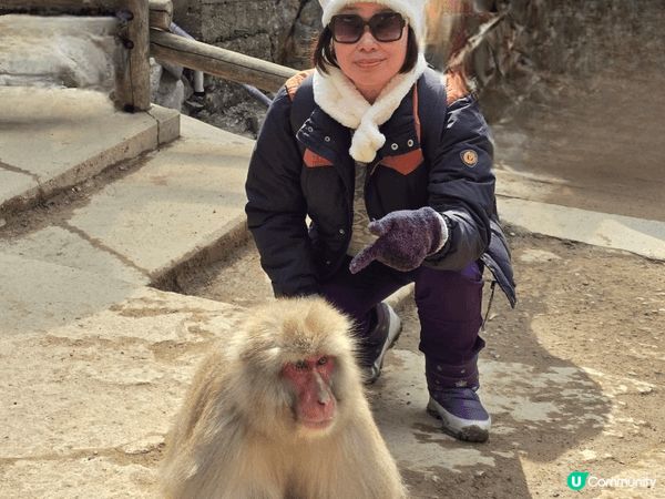 上月去日本長野睇雪猴浸温泉好可愛，他們互相翻理毛髮和幫對方抓...