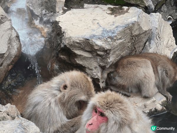 上月去日本長野睇雪猴浸温泉好可愛，他們互相翻理毛髮和幫對方抓...
