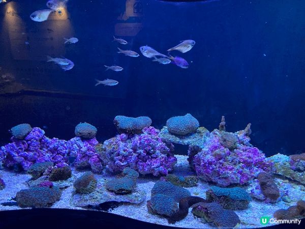 重遊海洋公園，從山上看到美麗的景色，日落黃昏的時間，令人振奮...