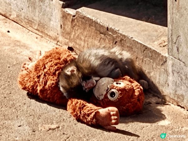 可愛的Panchi君～🐵🥰近期必去「市川市動植物園」探望一下...