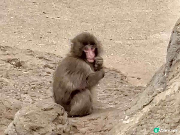 可愛的Panchi君～🐵🥰近期必去「市川市動植物園」探望一下...