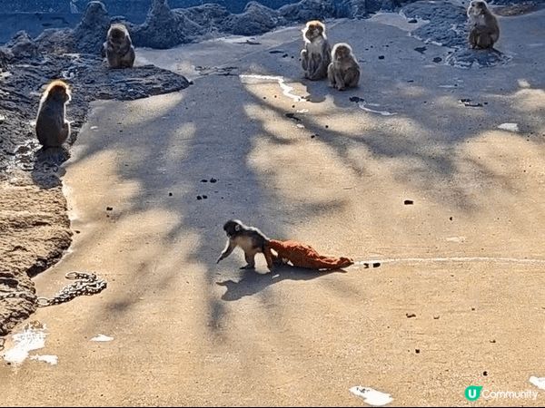 可愛的Panchi君～🐵🥰近期必去「市川市動植物園」探望一下...