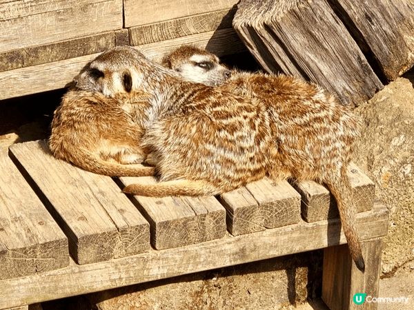 可愛的Panchi君～🐵🥰近期必去「市川市動植物園」探望一下...