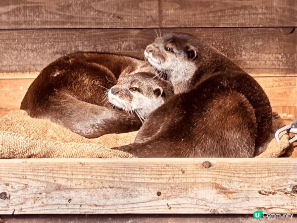 可愛的Panchi君～🐵🥰近期必去「市川市動植物園」探望一下...
