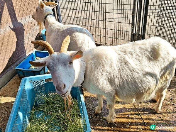 可愛的Panchi君～🐵🥰近期必去「市川市動植物園」探望一下...