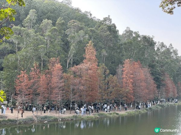 上水流水響落葉松景色，落葉松雖然比例不多，但紅色的葉照在湖面...