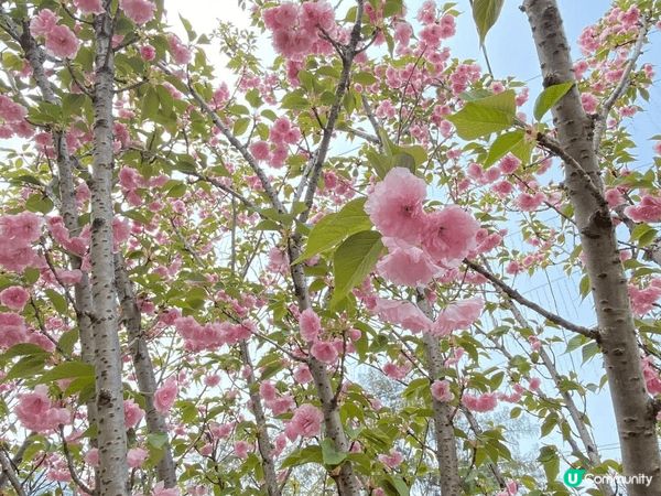 今年香港花卉展2026主題是鬱金香，所以吸引很多遊人打卡