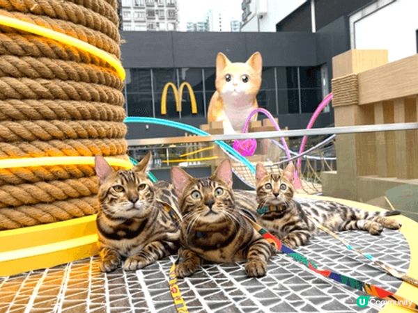 Pet friendly staycation 真係冇理由唔...