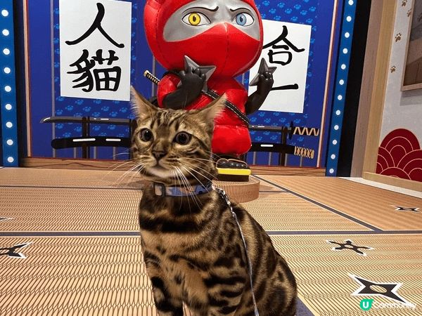 Pet friendly staycation 真係冇理由唔...
