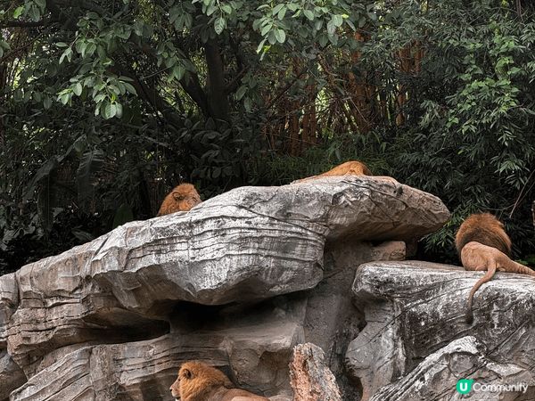 長隆野生動物園自駕遊