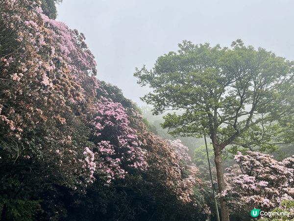 一直以為晴天看花海才是最燦爛，但原來霧裡看花也有其朦朧的浪漫...