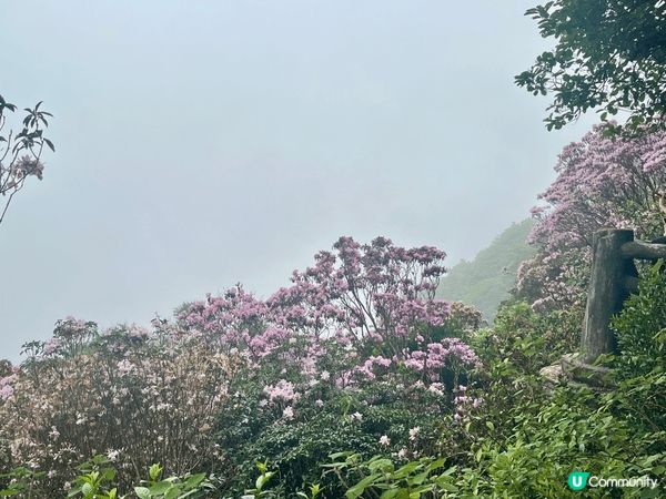 一直以為晴天看花海才是最燦爛，但原來霧裡看花也有其朦朧的浪漫...
