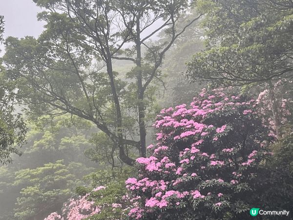 一直以為晴天看花海才是最燦爛，但原來霧裡看花也有其朦朧的浪漫...