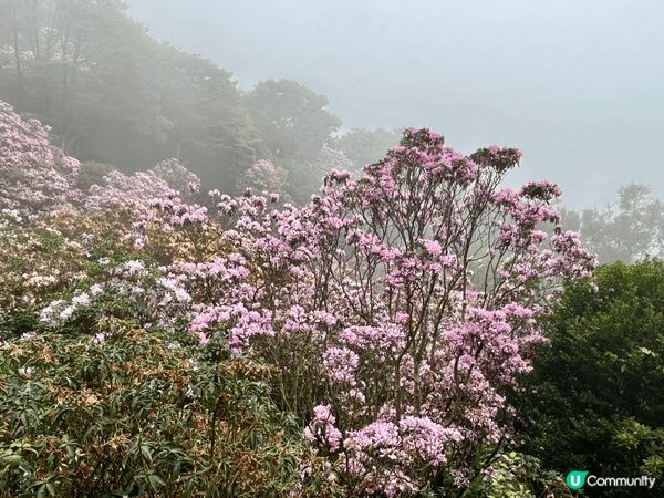 一直以為晴天看花海才是最燦爛，但原來霧裡看花也有其朦朧的浪漫...