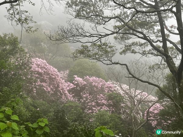 一直以為晴天看花海才是最燦爛，但原來霧裡看花也有其朦朧的浪漫...