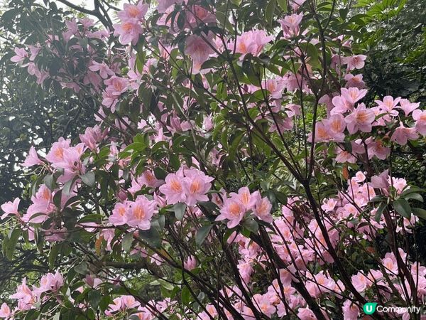 一直以為晴天看花海才是最燦爛，但原來霧裡看花也有其朦朧的浪漫...