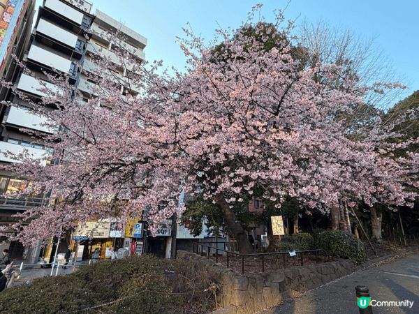 東京鐵塔歷史悠久，好值得上去參觀一下。另外就係遇到櫻花的季節...