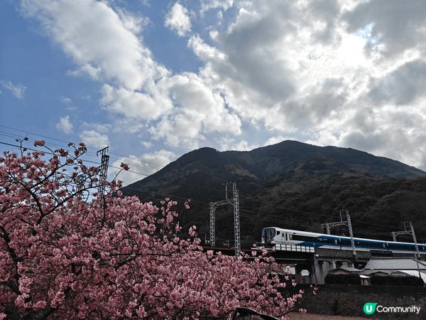 河津櫻盛開時節，粉色花海如夢似幻，漫步在河畔步道上，春風吹拂...