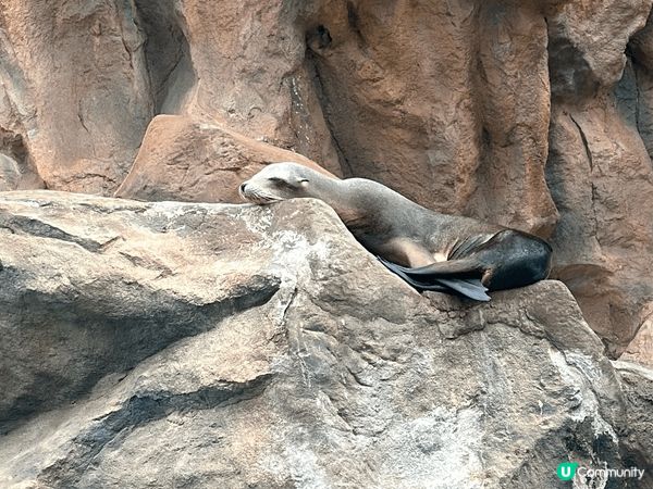 海洋公園一家大細本地遊之好地方，現在還巿優優低至半價，真的不...