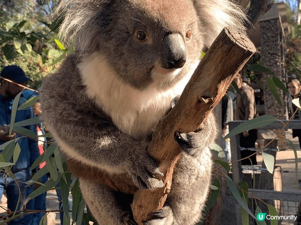 如果要去旅行 我會推介去澳洲🇦🇺