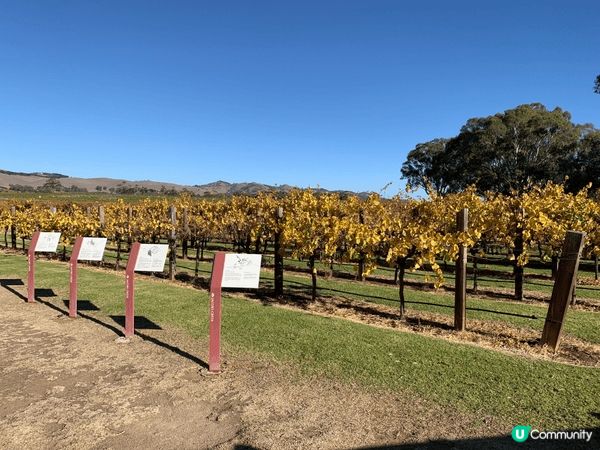 如果要去旅行 我會推介去澳洲🇦🇺