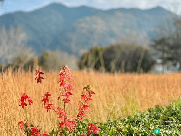 呢度係日本福岡之旅，我地帶住兩歲嘅小朋友四圍玩，海陸空樣樣齊...