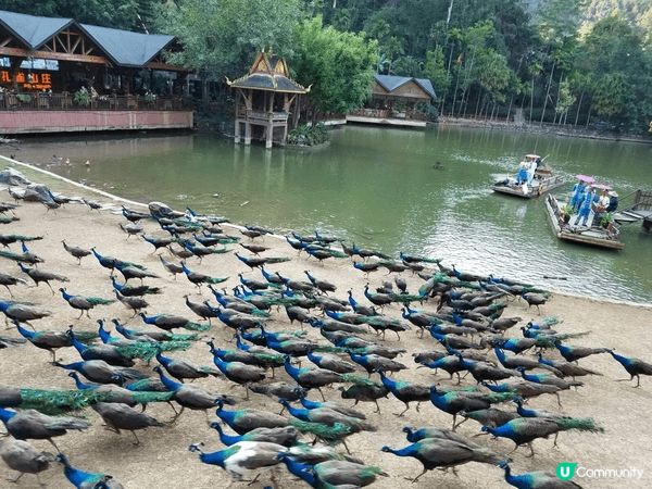 圖1。雲南西雙版納百鳥回巢。好壯觀