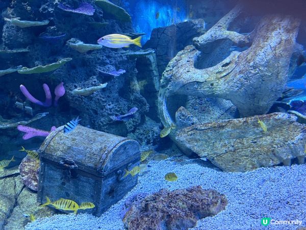 活動場地位置深圳水族館，全座樓高兩層，但玩樂設施太多，包括：...