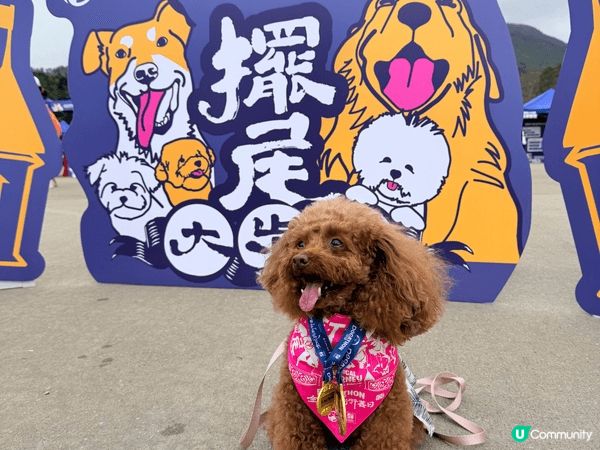 喜歡跟毛孩過着感受每一個不同嘅節日及活動，透過相片都能感受到...