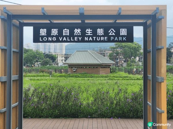 塱原濕地公園最近有雛菊睇，春天去果度好舒服，有好多候鳥來過冬...