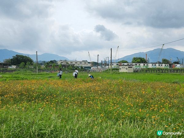 塱原濕地公園最近有雛菊睇，春天去果度好舒服，有好多候鳥來過冬...