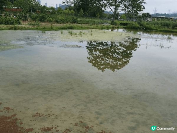 塱原濕地公園最近有雛菊睇，春天去果度好舒服，有好多候鳥來過冬...