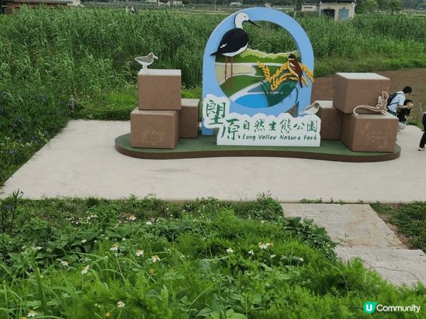 塱原濕地公園最近有雛菊睇，春天去果度好舒服，有好多候鳥來過冬...