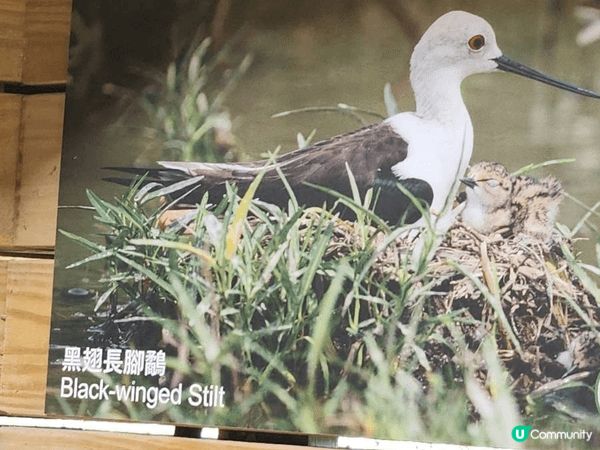塱原濕地公園最近有雛菊睇，春天去果度好舒服，有好多候鳥來過冬...