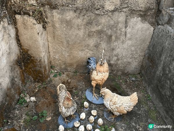 西貢 上窰文物館→曝罟灣堤圍→上窰郊遊徑，簡單易行，有文化歷...