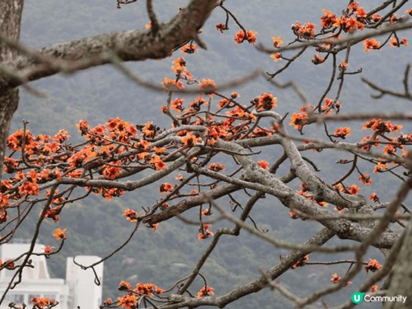 中山客家土樓，可以食晚餐， 北京天壇好宏偉，香港營地木棉花樹...