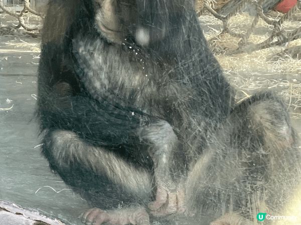 上海動物園位置易去、門票唔貴，一日遊好舒服，唔使長途跋涉。平...