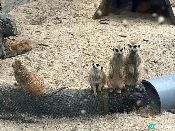 呢度係深圳野生動物園，對比起香港海洋公園同長隆動物園，呢度比...
