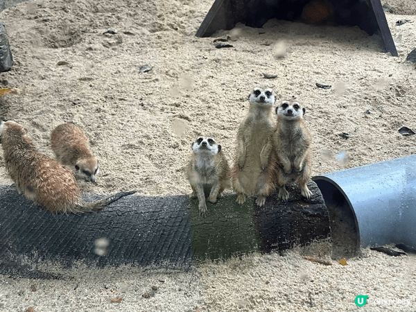 呢度係深圳野生動物園，對比起香港海洋公園同長隆動物園，呢度比...