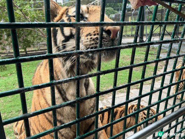呢度係深圳野生動物園，對比起香港海洋公園同長隆動物園，呢度比...