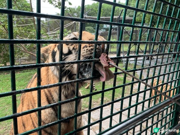 呢度係深圳野生動物園，對比起香港海洋公園同長隆動物園，呢度比...
